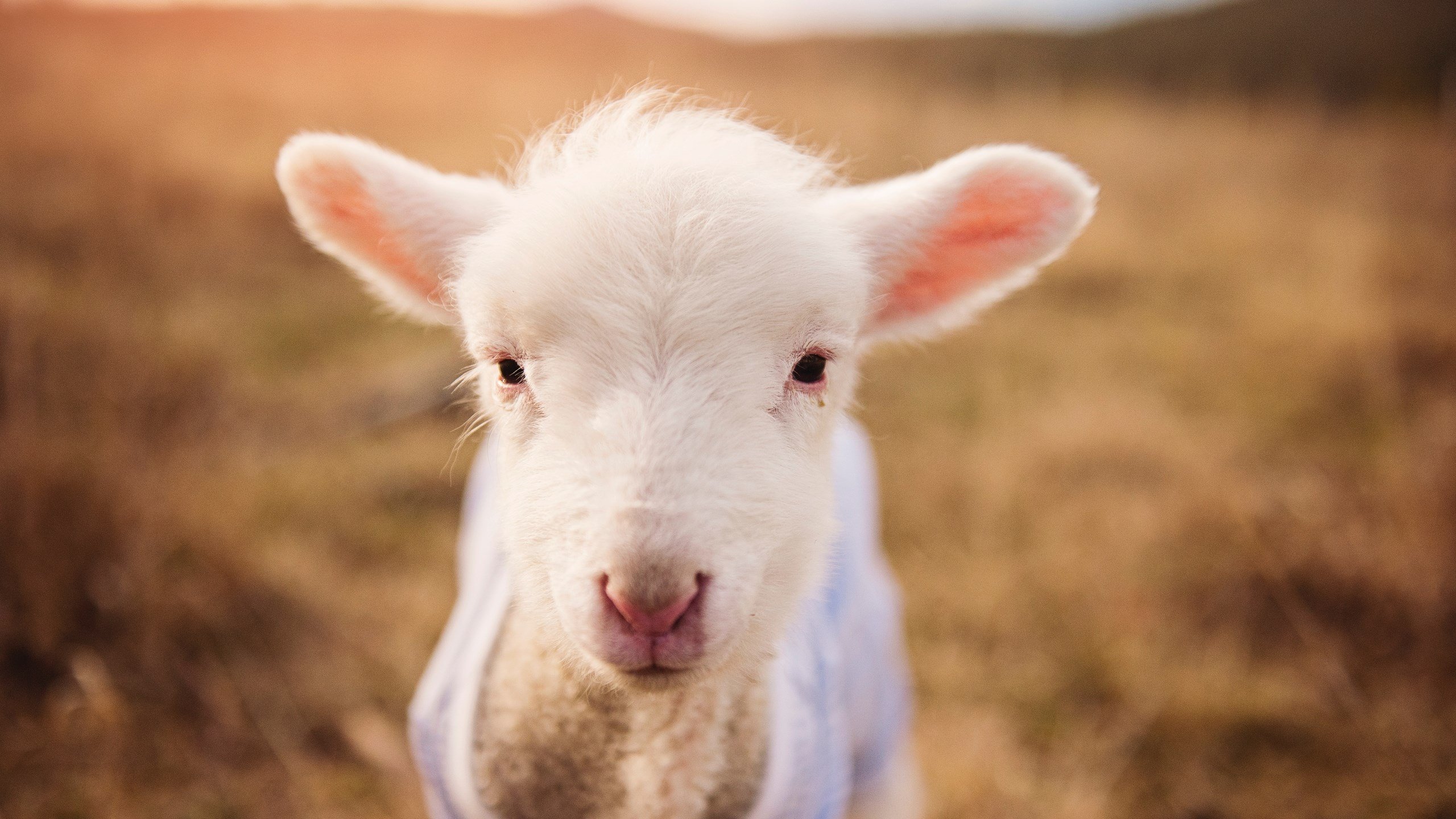 迈凯伦轻取梅赛德斯，佩雷兹状态火热引爆F1赛场