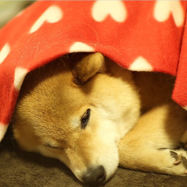 东亚风暴席卷巴黎，韩国队鏖战法国队，马琳状态火热成决胜奇兵