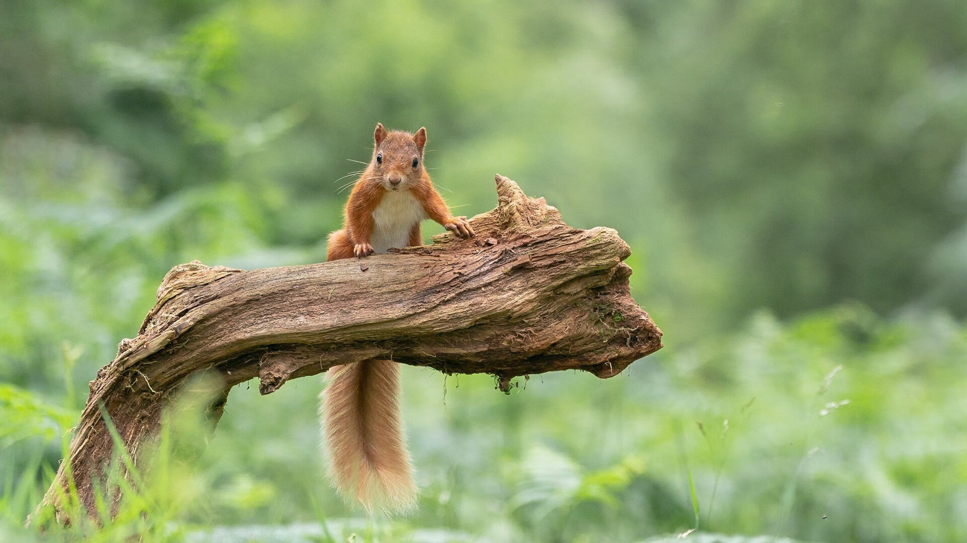 新王登基！霍勒迪凡人之躯比肩神明，上海降阶时刻的孤胆英雄