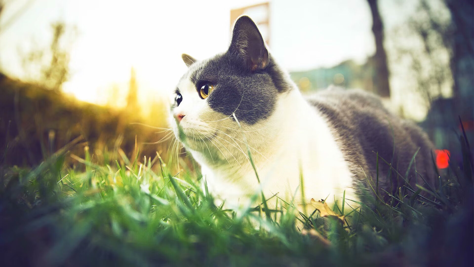 沙漠绿茵交响诗，友谊赛中若日尼奥金笛指挥，摩洛哥联队险胜皇马传奇