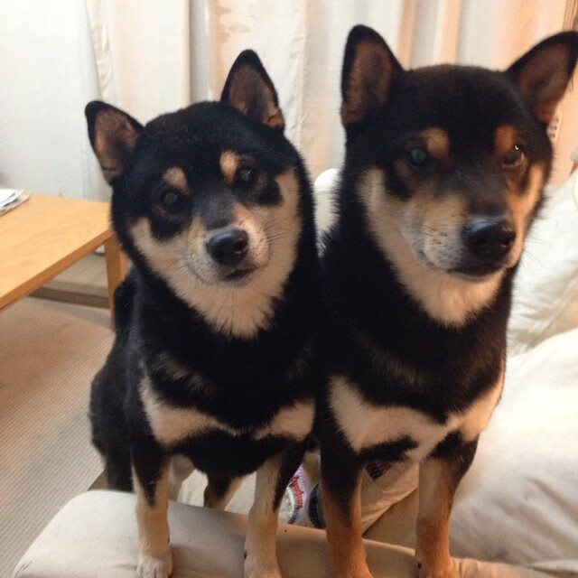 文班亚马独角戏狂砍47+18,菲尼克斯太阳表演赛轻取深圳队,中国防线彻底崩塌的夜晚