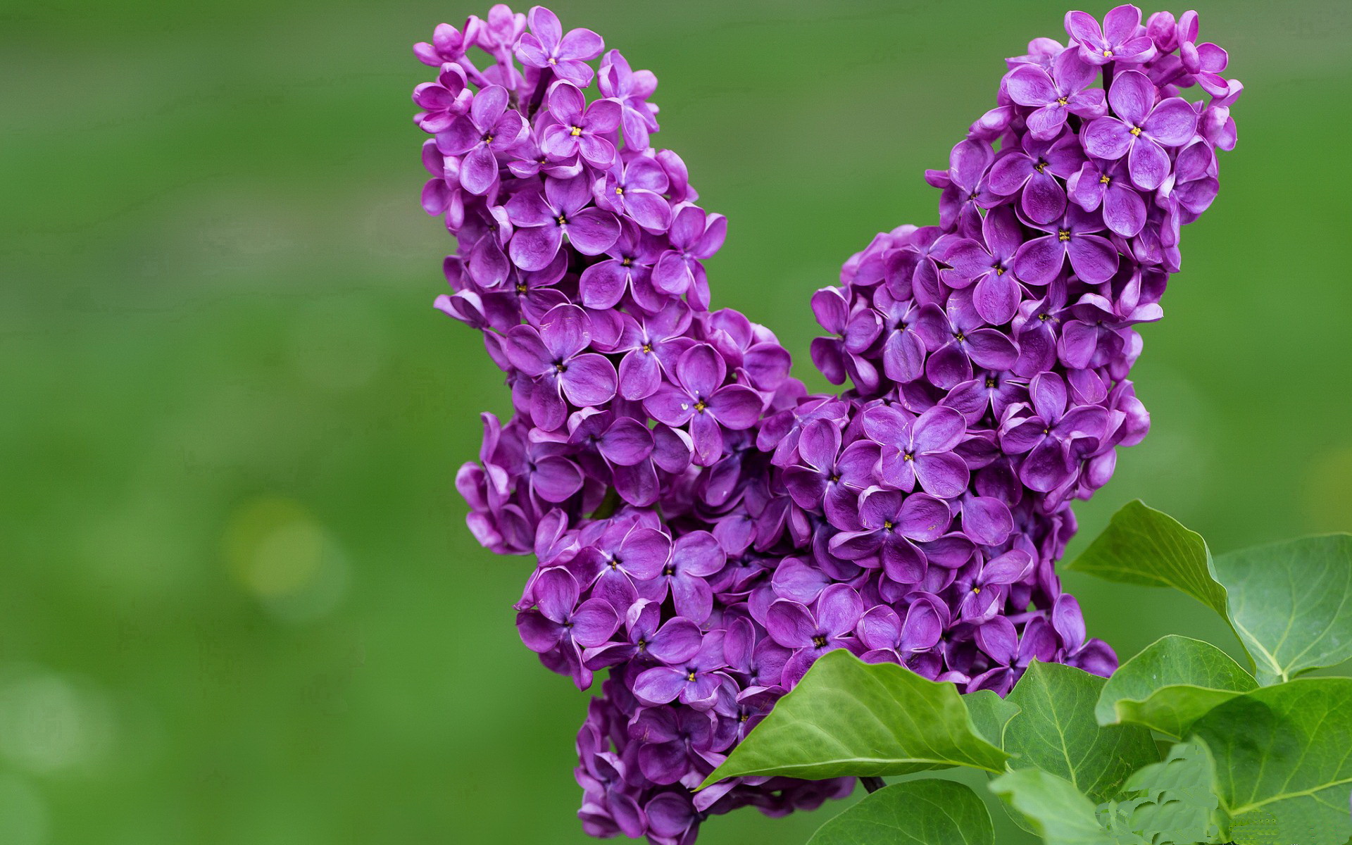 异军突起!鹈鹕争霸战以下克上 布伦森连珠炮轰碎吉林防线