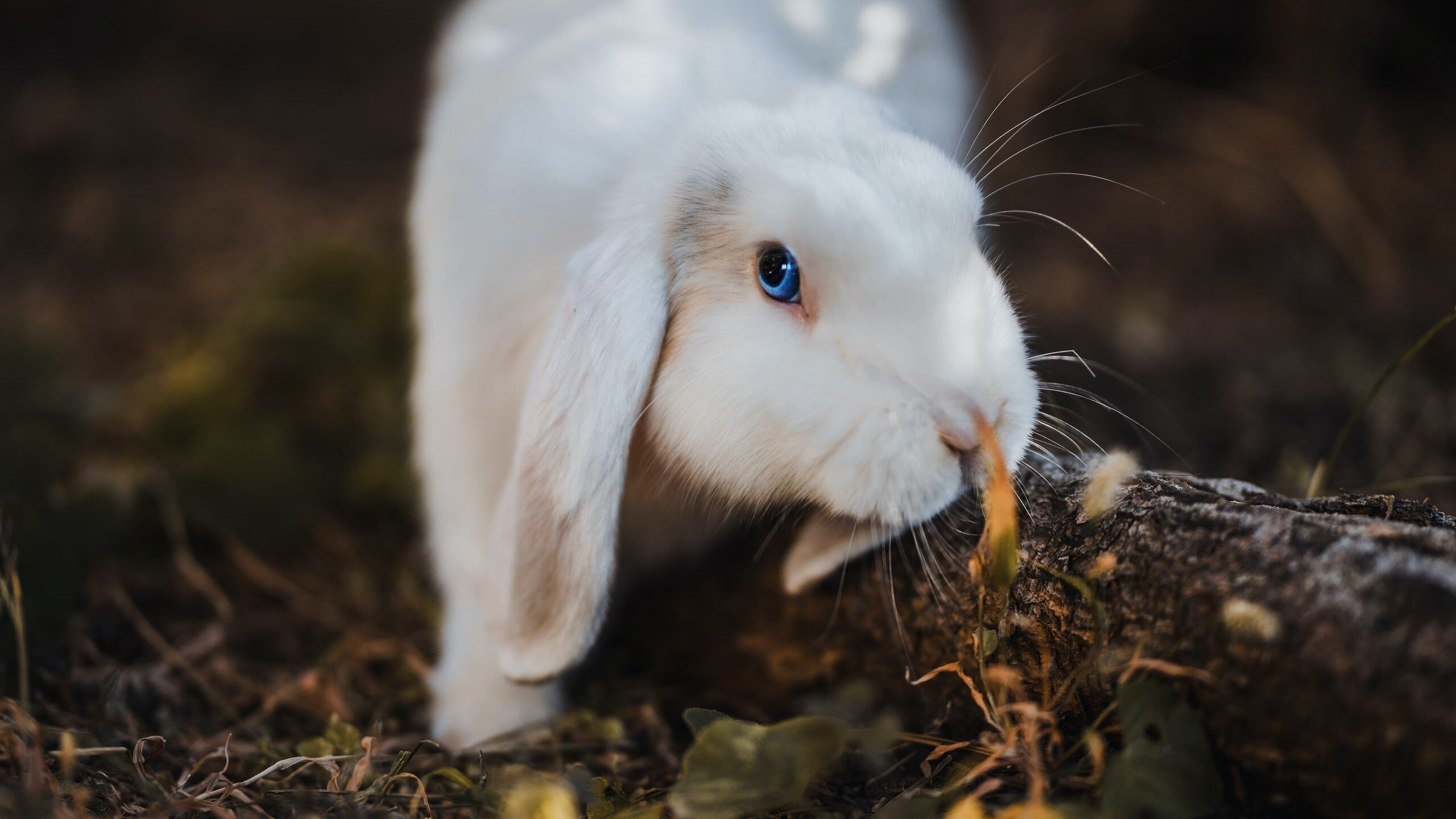 英格拉姆化身手术刀，关键节点连续8分收割比赛，奇才轻取灰熊迎赛季转折
