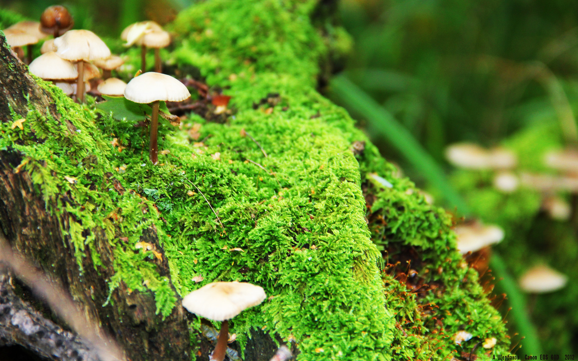 世界杯焦点战,梅西终破心魔,阿根廷国王粉碎公牛三代传奇