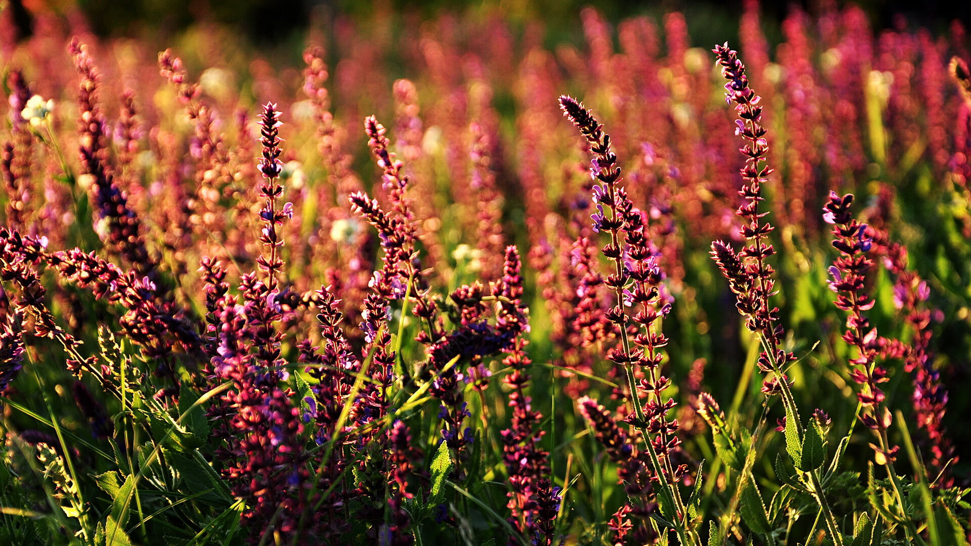 中场艺术,当法比尼奥的灵感之流,灌溉哥伦比亚的战术纪律森林