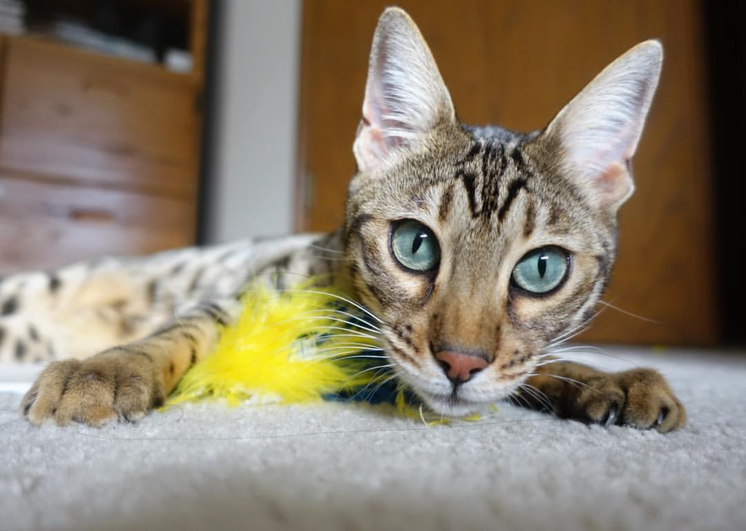 贝恩关键时刻的崛起，浙江队险胜广东队的惊魂一战