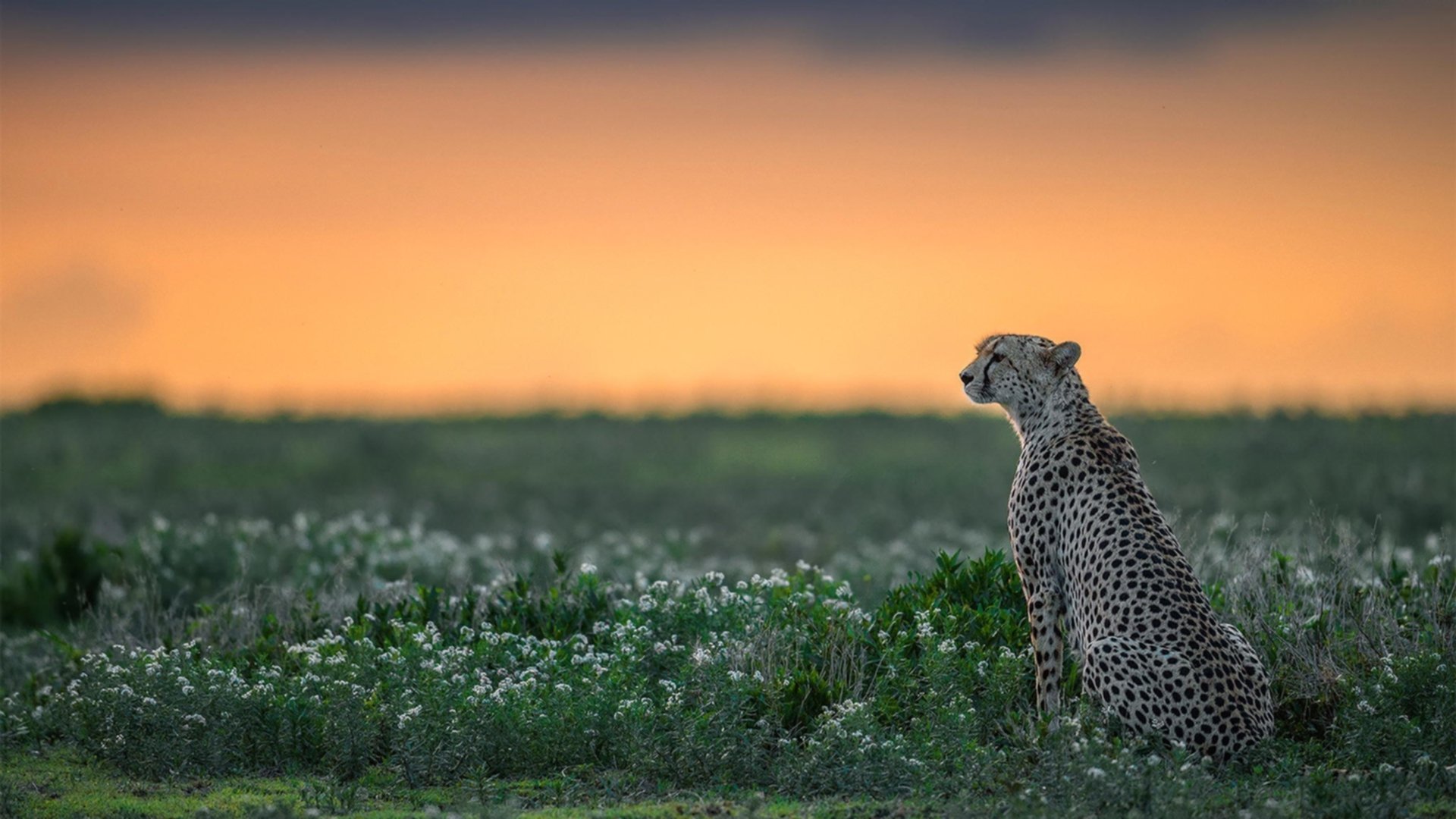 绿茵烽火对篮坛闪电，西甲国家德比与深圳速胜的竞技启示