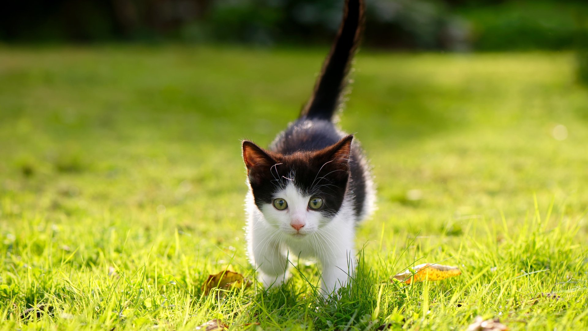 决战时刻的金色标签,从骑士绝杀到利拉德式接管