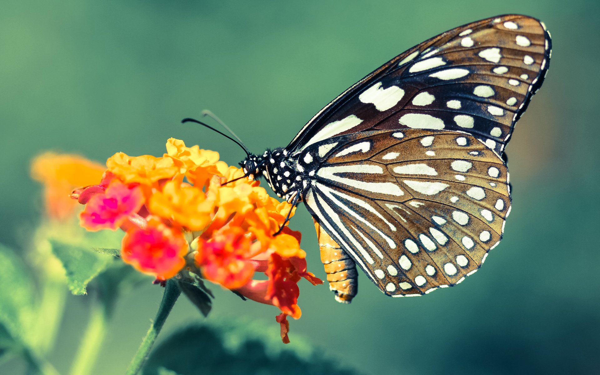 奥运周期关键战,阿尔及利亚足球的利物浦级胜利,稳稳拿下焦点战