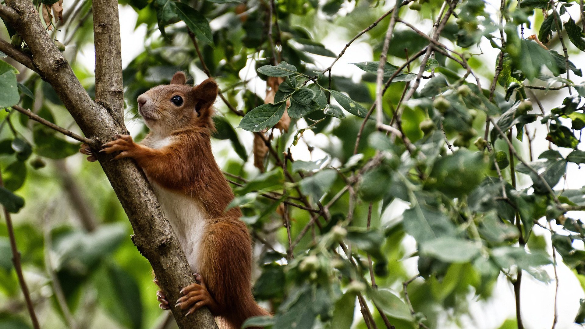 生死战与德比之光,洪都拉斯的救赎与卡马文加的崛起