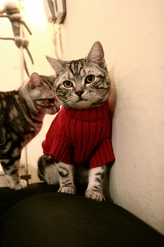 引擎轰鸣与篮筐震颤，体育世界的双重揭幕