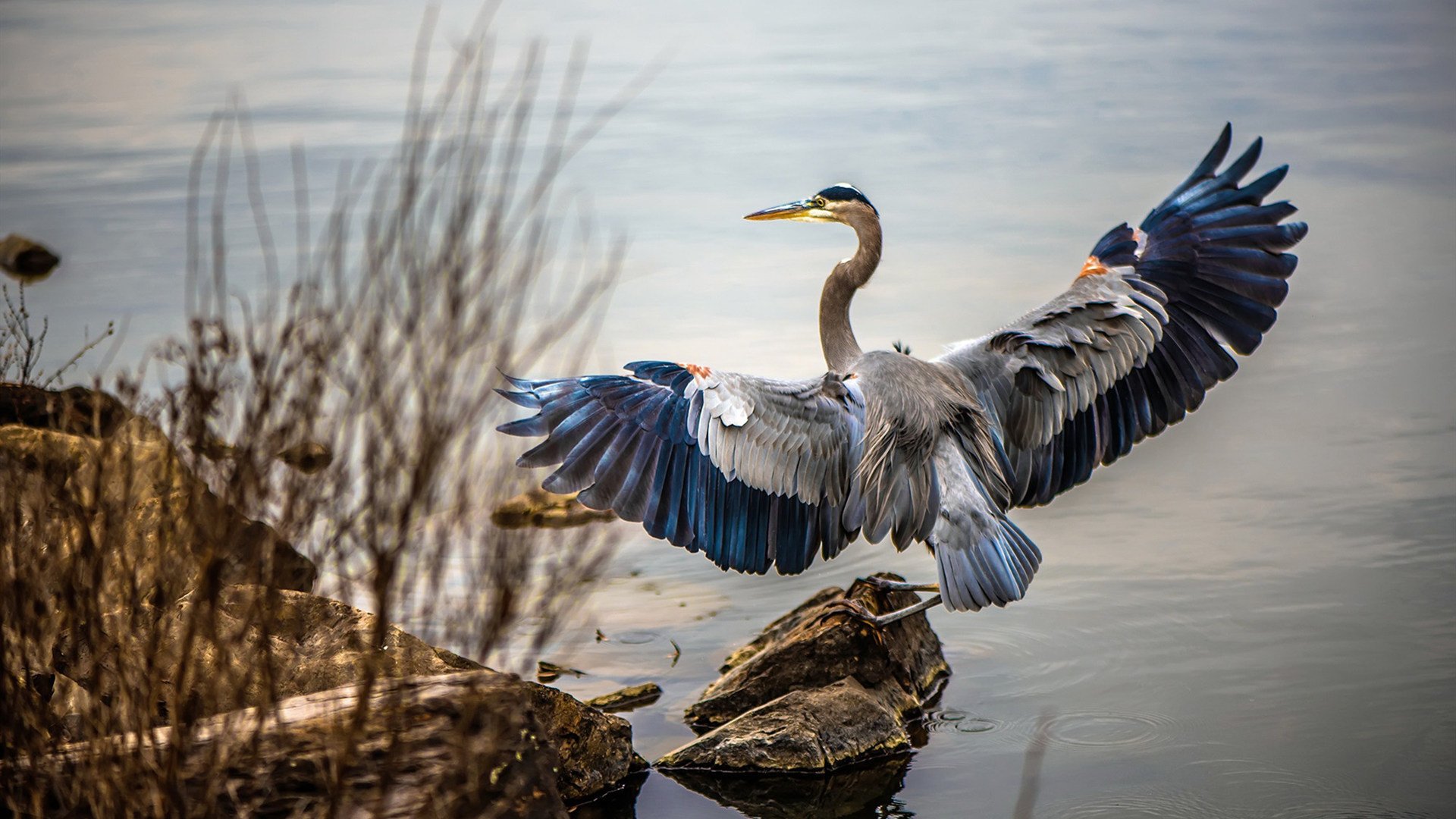 凯尔特神话再临,阿圭罗的苏格兰战吼,击碎塞维利亚黄昏