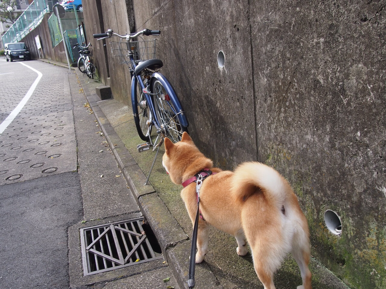攻防一体!哈利伯顿统治赛场,勇士轻取活塞