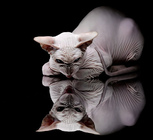 独狼的秒针，迪马利亚那记撕裂时空的斜线