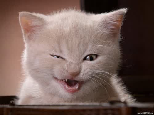 蓝月当空照,2026世界杯C组,德国战车以战术完胜喀麦隆,阿诺德成唯一亮点